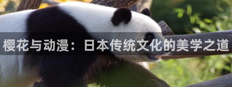在线3d里番动漫观看：樱花与动漫：日本传统文化的美学之道配图